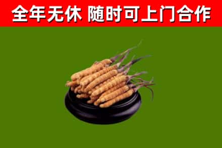 江阳区回收散虫草