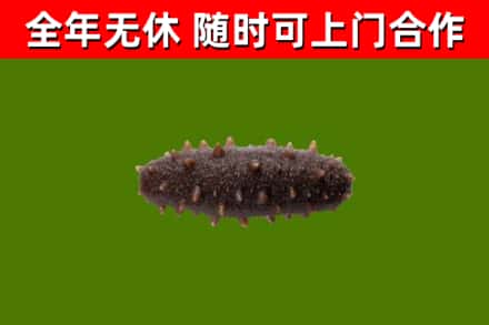 江阳区回收海参干